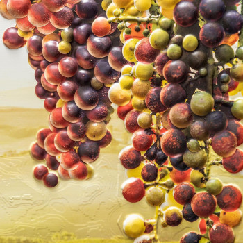 Панель ПВХ Grace Виноградник 602х1002 мм